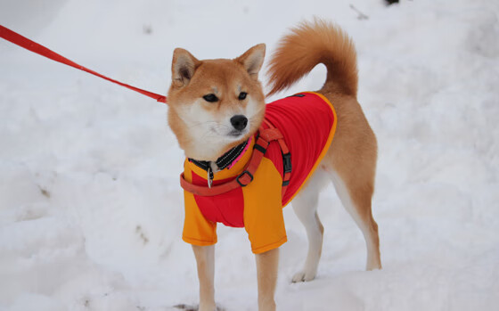 米兰体育APP-新西兰全黑队依旧稳居橄榄球冠军锦标赛顶端，新西兰橄榄球队访问南非