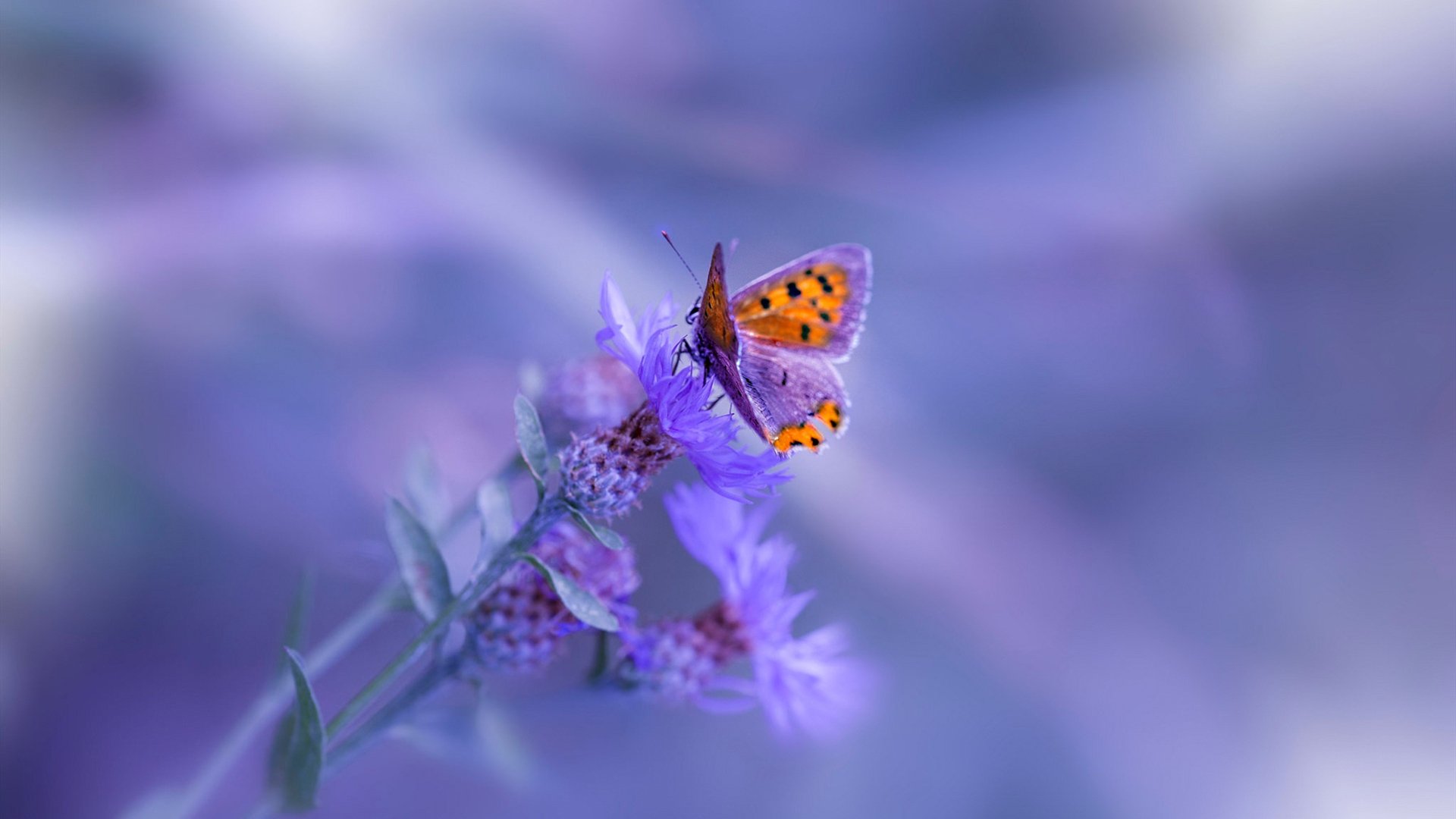 米兰登录入口-法甲战术盛宴：创新布阵成就奇迹