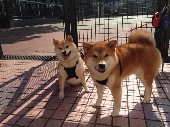 米兰体育官网-王楚钦小组赛全胜强势晋级淘汰赛，王楚钦的比赛视频2020