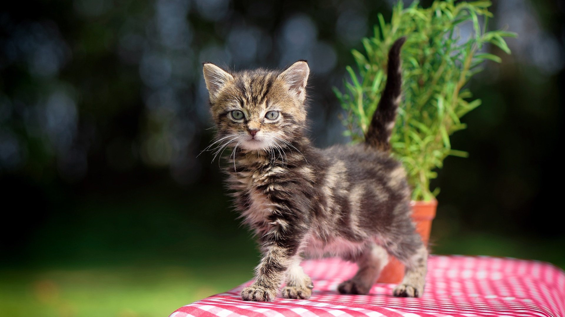 米兰体育官网-美洲杯激情四溢：逆境中崛起的英雄们，美洲杯视频回顾