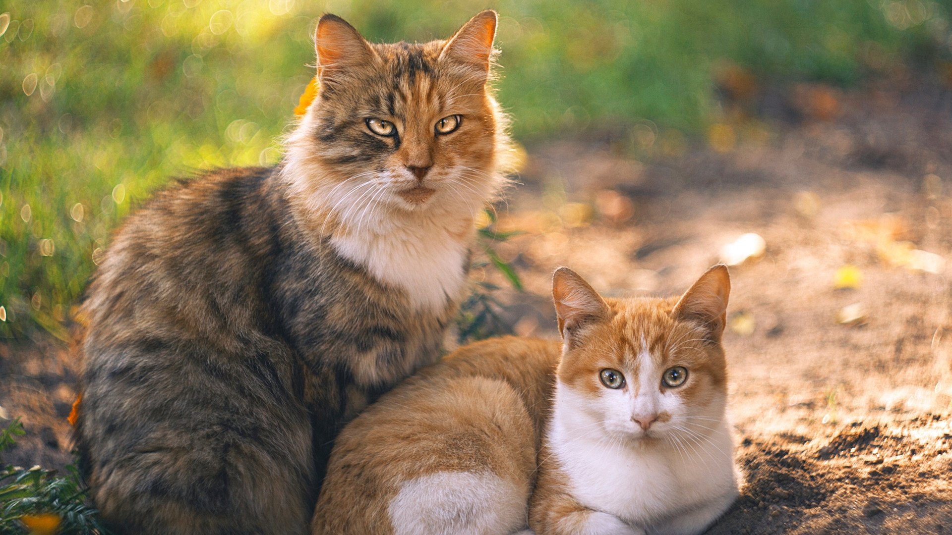 米兰体育官网-东契奇出局 芬兰载入史册，东契奇!